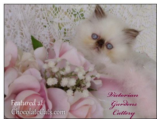 VICTORIANGDN'S Chocolate Hollyhock, A Rare Extreme Face Chocolate Tortie Point Himalayan 