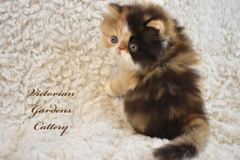 Victoriangdn's California Poppy, our first Calico at 5 Weeks Old.