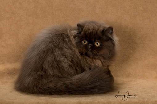 Victoriangdn's Chocolate Cosmos Extreme Face Female Chocolate Persian
