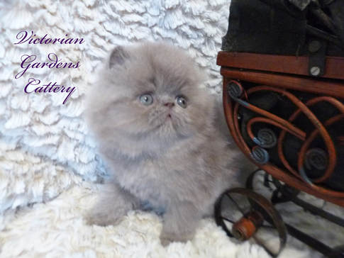 5 Week Old Solid Lilac Persian Kitten