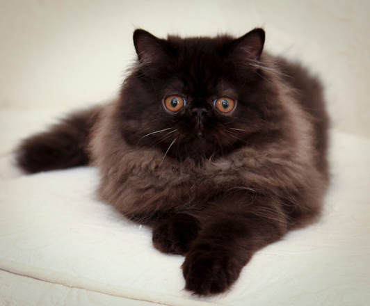 VICTORIANGDN The Perfect Rose, 3 1/2 month old Black CPC Persian. Courtesy of D. Russo Photography.