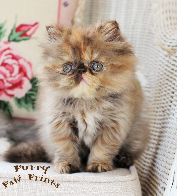 chocolate persian cat